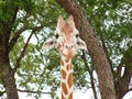 Giraffe Stares into the Soul