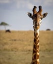Close up of a giraffe looking at viewer