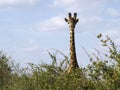 Giraffe staring in Tsavo East Park, Kenya Royalty Free Stock Photo