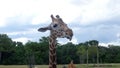 Giraffe sticking his tongue out with blue sky background.