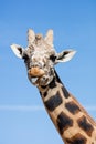 Giraffe sticking out her tongue Royalty Free Stock Photo
