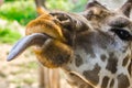 Giraffe sticking out his tongue Royalty Free Stock Photo