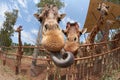 Giraffe sticking out his tongue