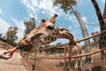 Giraffe sticking out his tongue Royalty Free Stock Photo