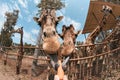 Giraffe sticking out his tongue Royalty Free Stock Photo