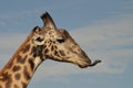 Giraffe sticking out his tongue Royalty Free Stock Photo