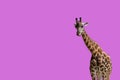 GIRAFFE STICKING OUT HIS TONGUE ON A PINK BACKGROUND Royalty Free Stock Photo