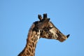 Giraffe Sticking Out His Tongue Royalty Free Stock Photo