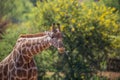 Giraffe sticking out his tongue Royalty Free Stock Photo