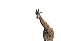 Giraffe sticking out his tongue on a white background