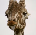 Giraffe sticking out tongue Royalty Free Stock Photo