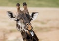 Giraffe sticking it`s tongue out Royalty Free Stock Photo