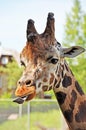 Giraffe sticking tongue