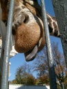 A giraffe sticks out its wet, gray, slobbering tongue through the metal grate of the aviary. Large ungulate African animal at the Royalty Free Stock Photo