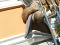 A giraffe sticks out its wet, gray, slobbering tongue through the metal grate of the aviary. Large ungulate African animal at the Royalty Free Stock Photo