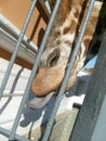 A giraffe sticks out its wet, gray, slobbering tongue through the metal grate of the aviary. Large ungulate African animal at the Royalty Free Stock Photo