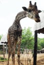 Giraffe stoop