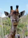 Giraffe with Straight Face Royalty Free Stock Photo