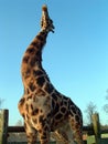 Giraffe Stretching