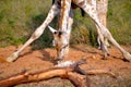 Giraffe stretching down Royalty Free Stock Photo