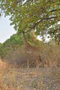 A Giraffe Stretching For Food At A Sausage Tree. Zambia, Africa Royalty Free Stock Photo