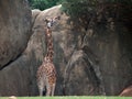 Giraffe Stretching for High Vegetation