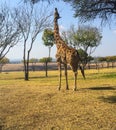 Giraffe stretching its neck Royalty Free Stock Photo