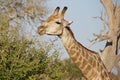 Giraffe stretching its neck to eat the leaves Royalty Free Stock Photo