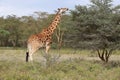 Giraffe stretching its neck to eat leaves from a thorny tree in Kenya's Maasai Mara National Park