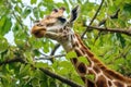 a giraffe stretching its neck to eat leaves from a tree