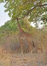 A Giraffe Stretching Its Neck To Eat Off A Tree In Zambia, Africa.