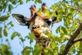 giraffe stretching to eat leaves from the top of a tree Royalty Free Stock Photo