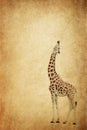 Giraffe Stretching Up