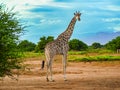 Giraffe strolling on a dirt road near trees Royalty Free Stock Photo