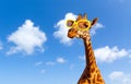 giraffe in sunglasses over blue sky and clouds