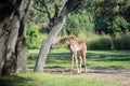 Giraffe in the spotlight among trees Royalty Free Stock Photo