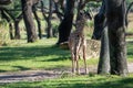 Giraffe in the spotlight among trees Royalty Free Stock Photo