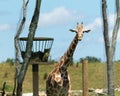 A Giraffe on a Sunny Afternoon