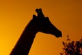 Giraffe sunset