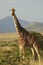 Giraffe in sunset light at Lewa Conservancy, Kenya, Africa Royalty Free Stock Photo