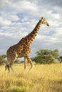Giraffe in sunset light at Lewa Conservancy, Kenya, Africa Royalty Free Stock Photo