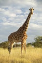 Giraffe in sunset light at Lewa Conservancy, Kenya, Africa Royalty Free Stock Photo