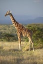 Giraffe in sunset light at Lewa Conservancy, Kenya, Africa Royalty Free Stock Photo