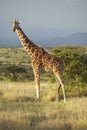 Giraffe in sunset light at Lewa Conservancy, Kenya, Africa Royalty Free Stock Photo
