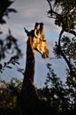 Giraffe at sunset in Southafrican