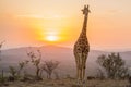 Giraffe Sunset