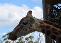 Giraffe at Sydney`s Taronga Zoo Feeding in the Open