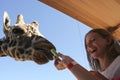A Giraffe Takes Celery from a Woman's Hand
