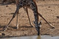 Giraffe taking a drink Royalty Free Stock Photo