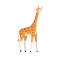 Giraffe, tall high animal. Wild herbivorous habitant. Tropical jungle inhabitant with long neck and spots. Cute African